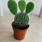 Opuntia Microdasys Var. Albispina "Bunny Ears" Cactus Cassandra's Plants
