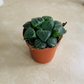 Haworthia Tsukikage in 5.5cm Pot Cassandra's Plants