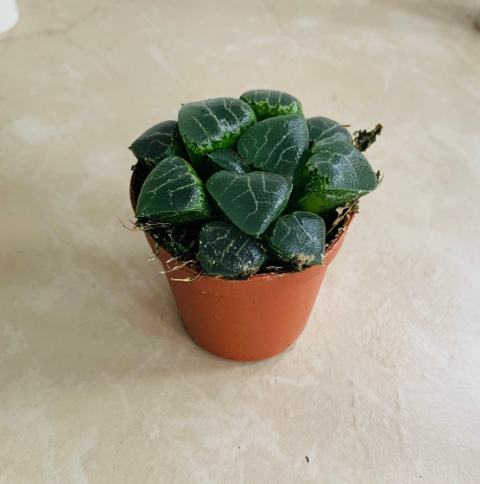 Haworthia Tsukikage in 5.5cm Pot Cassandra's Plants