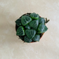 Haworthia Tsukikage in 5.5cm Pot Cassandra's Plants