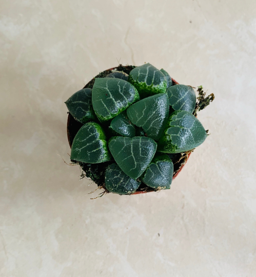 Haworthia Tsukikage in 5.5cm Pot Cassandra's Plants
