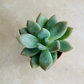 Pachyveria "Pinko" Cassandra's Plants