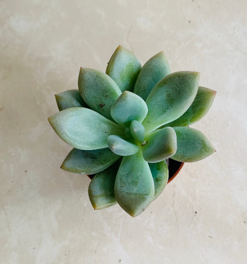 Pachyveria "Pinko" Cassandra's Plants