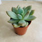 Pachyveria "Pinko" Cassandra's Plants