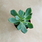 Pachyveria Corvus Hybrid Cassandra's Plants