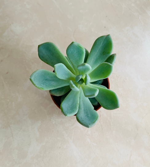 Pachyveria Corvus Hybrid Cassandra's Plants
