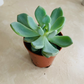Pachyveria Corvus Hybrid Cassandra's Plants