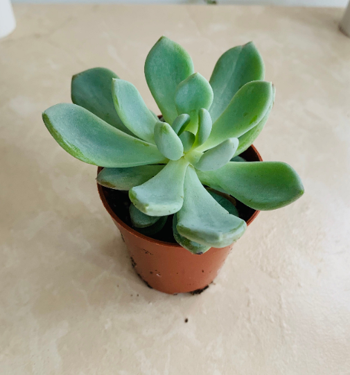 Pachyveria Corvus Hybrid Cassandra's Plants