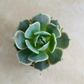 Echeveria Lola in 5.5cm Pot Cassandra's Plants