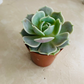 Echeveria Lola in 5.5cm Pot Cassandra's Plants