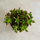 Sedum Rubrotinctum "Jelly Bean Plant" Cassandra's Plants