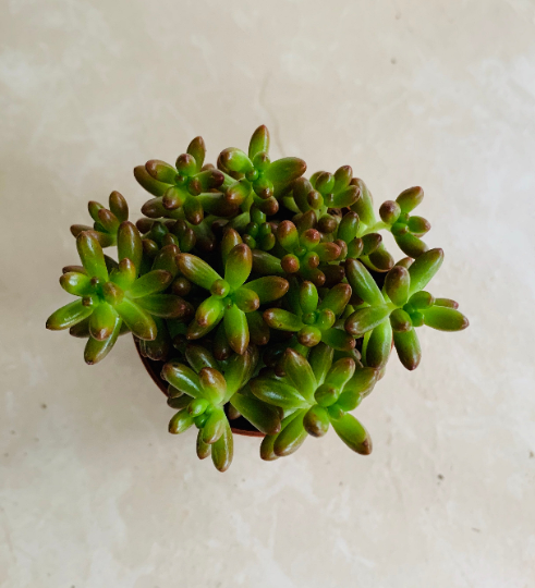 Sedum Rubrotinctum "Jelly Bean Plant" Cassandra's Plants