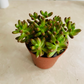 Sedum Rubrotinctum "Jelly Bean Plant" Cassandra's Plants