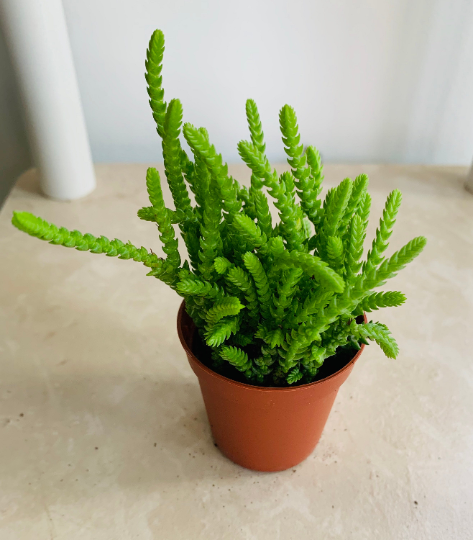 Crassula Muscosa Watch Chain 5.5cm Pot Cassandra's Plants