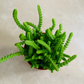 Crassula Muscosa Watch Chain 5.5cm Pot Cassandra's Plants