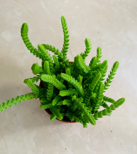 Crassula Muscosa Watch Chain 5.5cm Pot Cassandra's Plants