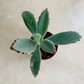 Kalanchoe Tomentosa cv. Chocolate Soldier in 5.5cm Pot Cassandra's Plants
