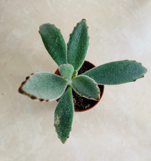 Kalanchoe Tomentosa cv. Chocolate Soldier in 5.5cm Pot Cassandra's Plants