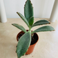 Kalanchoe Tomentosa cv. Chocolate Soldier in 5.5cm Pot  Cassandra's Plants