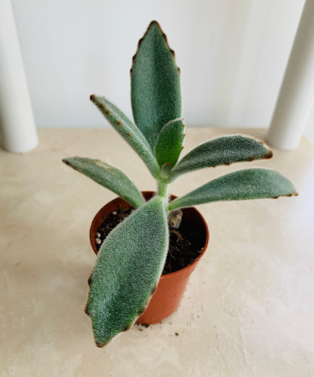 Kalanchoe Tomentosa cv. Chocolate Soldier in 5.5cm Pot  Cassandra's Plants