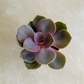 Echeveria " Perle Von Nurnberg" 5.5cm Pot Cassandra's Plants