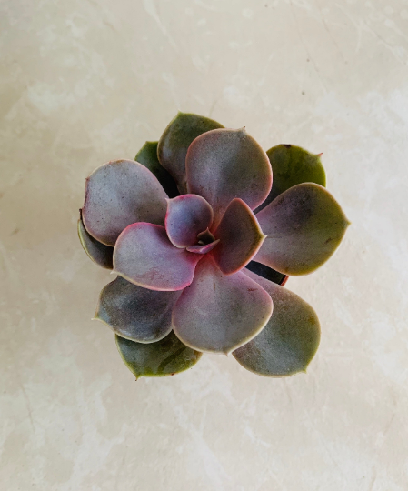 Echeveria " Perle Von Nurnberg" 5.5cm Pot Cassandra's Plants