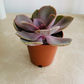Echeveria " Perle Von Nurnberg" 5.5cm Pot Cassandra's Plants