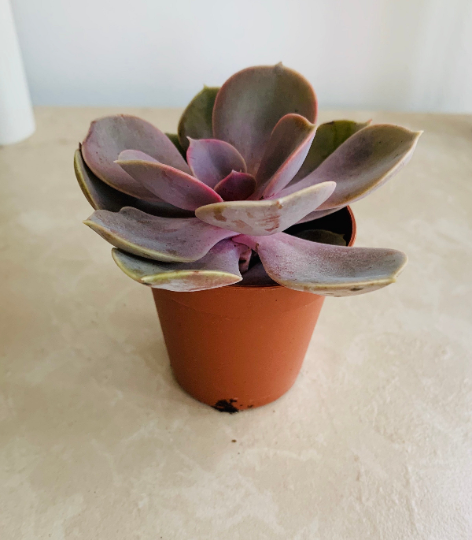 Echeveria " Perle Von Nurnberg" 5.5cm Pot Cassandra's Plants