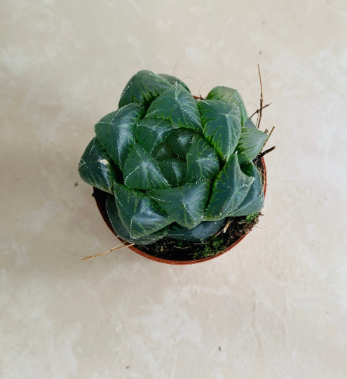 Haworthia Cuspidata Cassandra's Plants