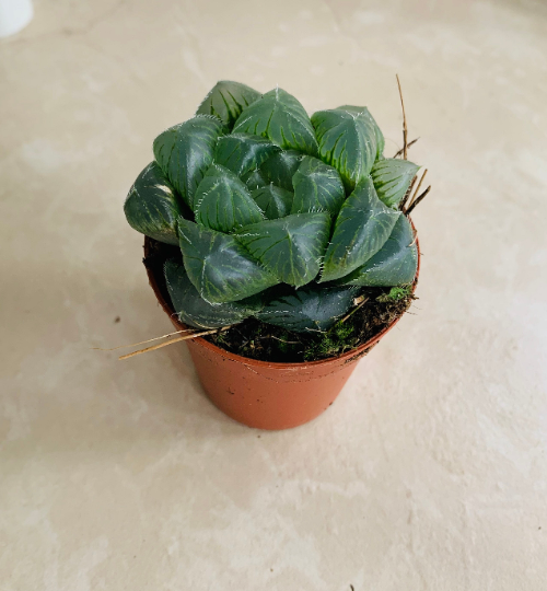 Haworthia Cuspidata Cassandra's Plants