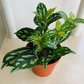 Pilea Cadierei Minima "Aluminum Plant" Cassandra's Plants