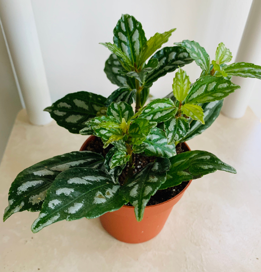 Pilea Cadierei Minima "Aluminum Plant" Cassandra's Plants