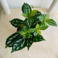 Pilea Cadierei Minima "Aluminum Plant" Cassandra's Plants