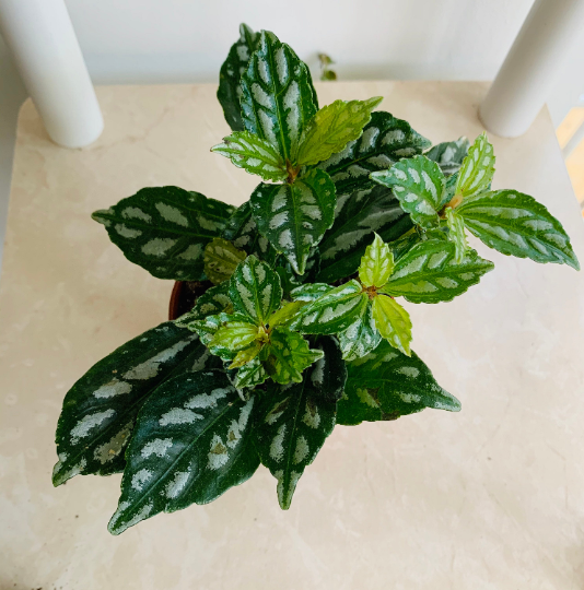 Pilea Cadierei Minima "Aluminum Plant" Cassandra's Plants