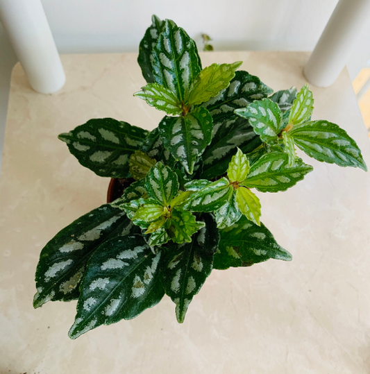 Pilea Cadierei Minima "Aluminum Plant" Cassandra's Plants