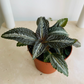 Pilea Spruceana "Silver Tree" Cassandra's Plants