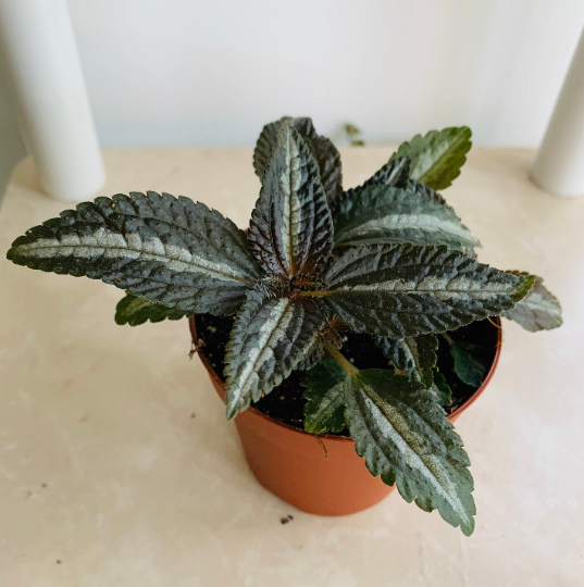 Pilea Spruceana "Silver Tree" Cassandra's Plants