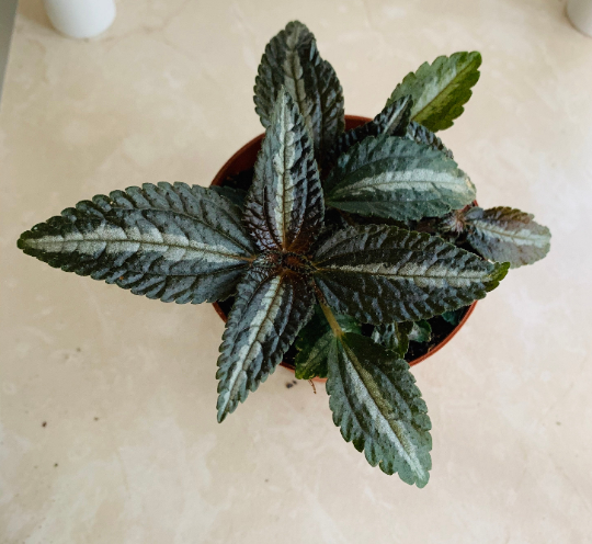 Pilea Spruceana "Silver Tree" Cassandra's Plants
