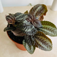 Pilea Spruceana "Norfolk" Cassandra's Plants