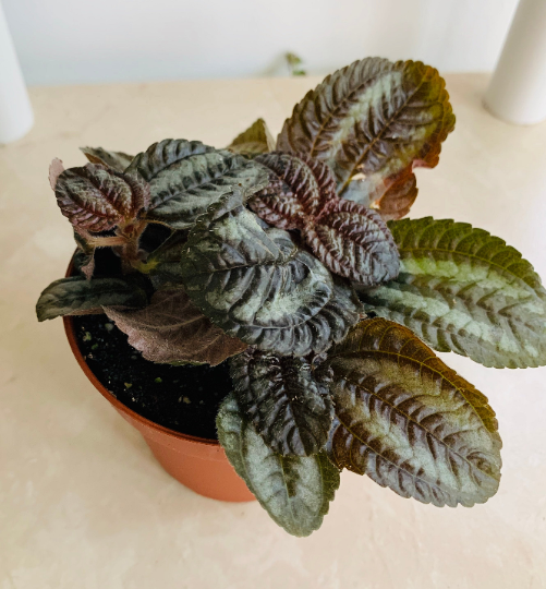 Pilea Spruceana "Norfolk" Cassandra's Plants