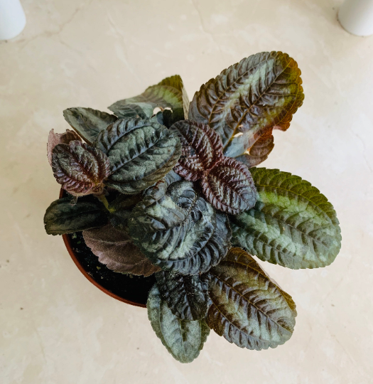 Pilea Spruceana "Norfolk" Cassandra's Plants