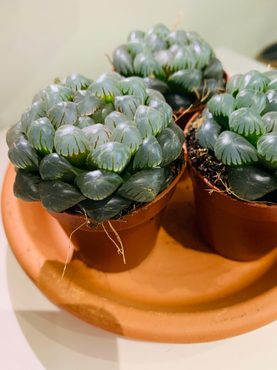 Haworthia Cooperi Var. Truncata Cassandra's Plants