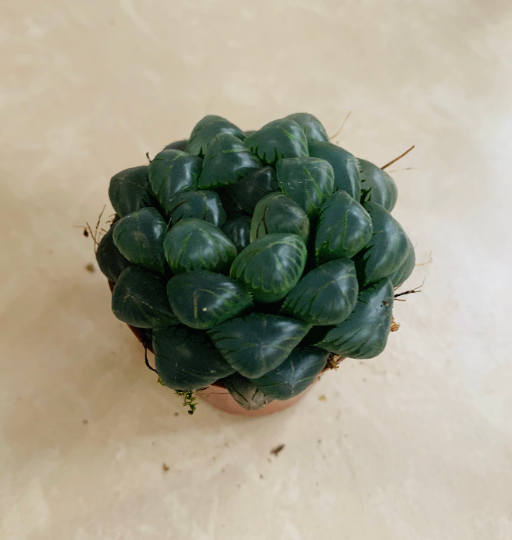 Haworthia Cooperi Var. Truncata Cassandra's Plants