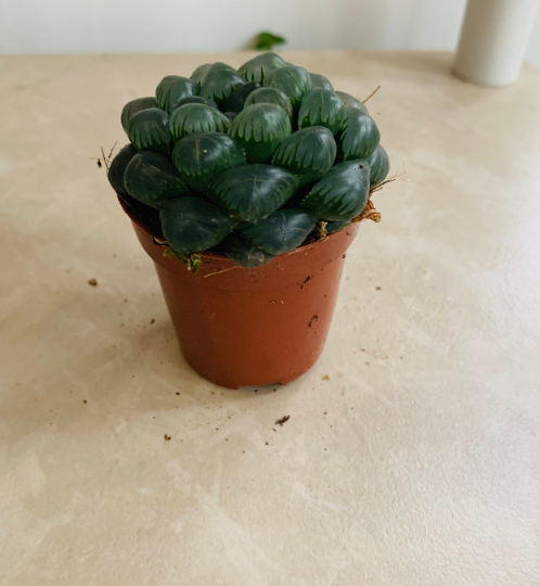 Haworthia Cooperi Var. Truncata Cassandra's Plants