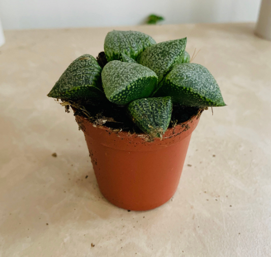 Haworthia Turgida Var. Suberecta in 5.5cm Pot Cassandra's Plants