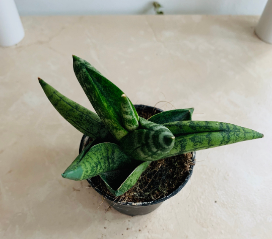 Sansevieria Cylindrica Var. Patula ‘Boncel’  Cassandra's Plants