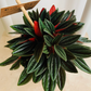 Peperomia Caperata 'Rosso' Cassandra's Plants