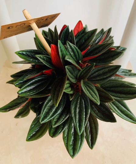 Peperomia Caperata 'Rosso' Cassandra's Plants