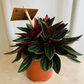 Peperomia Caperata 'Rosso' Cassandra's Plants