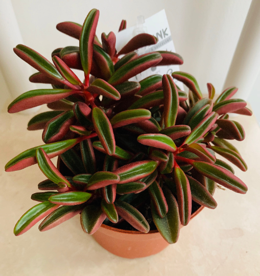 Peperomia Graveolens 'Ruby Glow' Cassandra's Plants